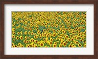 Sunflower field, France Fine Art Print