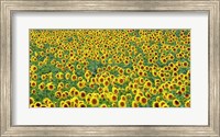 Sunflower field, France Fine Art Print