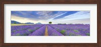 Lavender Field, France Fine Art Print