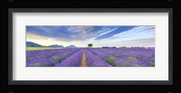 Lavender Field, France Fine Art Print