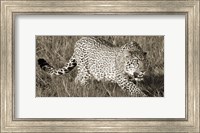 Leopard Hunting Fine Art Print