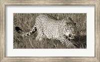 Leopard Hunting Fine Art Print