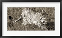 Leopard Hunting Fine Art Print