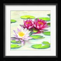Nympheas II Framed Print