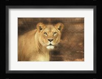 Tribal Lioness Fine Art Print