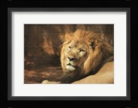 Tribal Lion Fine Art Print