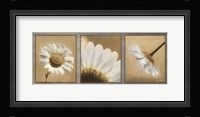 Daisy Trio Framed Print