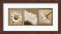 Daisy Trio Fine Art Print