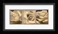Rose Trio Framed Print