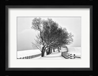 Along the Lane I Fine Art Print