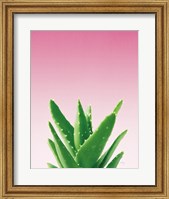 Succulent Simplicity V Pink Ombre Crop Fine Art Print