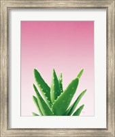 Succulent Simplicity V Pink Ombre Crop Fine Art Print