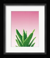Succulent Simplicity V Pink Ombre Crop Framed Print