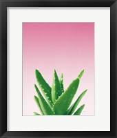 Succulent Simplicity V Pink Ombre Crop Fine Art Print