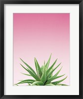 Succulent Simplicity I Pink Ombre Crop Fine Art Print