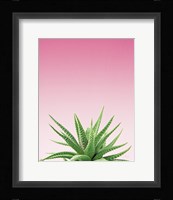 Succulent Simplicity I Pink Ombre Crop Fine Art Print