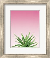 Succulent Simplicity I Pink Ombre Crop Fine Art Print