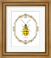 Adorning Coleoptera VII Fine Art Print