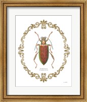 Adorning Coleoptera VI Fine Art Print