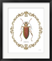 Adorning Coleoptera VI Framed Print