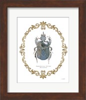 Adorning Coleoptera IV Fine Art Print