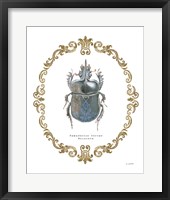 Adorning Coleoptera IV Framed Print