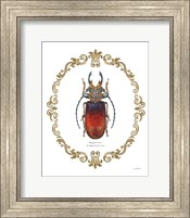 Adorning Coleoptera I Fine Art Print