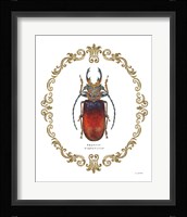 Adorning Coleoptera I Fine Art Print