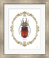 Adorning Coleoptera I Fine Art Print