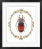 Adorning Coleoptera I Framed Print