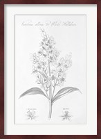 Botany Book XI Fine Art Print