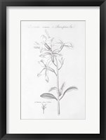 Botany Book IX Fine Art Print
