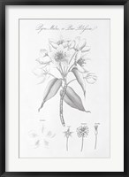 Botany Book VIII Fine Art Print