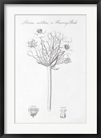 Botany Book VII Fine Art Print