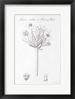 Botany Book VII Fine Art Print