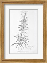 Botany Book VI Fine Art Print