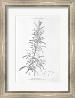 Botany Book VI Fine Art Print