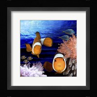 Sea Creatures Clown Fish Framed Print