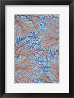 Sea Creatures Surface Pattern 1 Framed Print