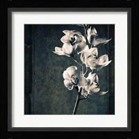 Orchids Stem Texture Fine Art Print