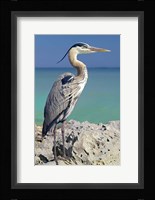 Blue Heron Fine Art Print
