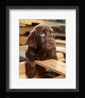 Bryce Puppy Framed Print