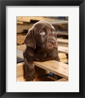 Bryce Puppy Framed Print