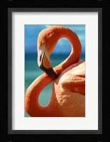 Flamingo Fine Art Print