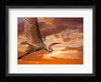 Heron Sunset Fine Art Print