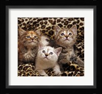 Kittens 3 Fine Art Print