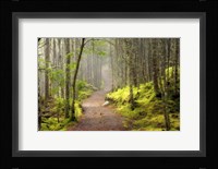 Lubec Path Fine Art Print