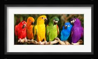 Rainbow Parrots Framed Print