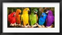 Rainbow Parrots Framed Print