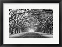 Wormsloe Inf Light Fine Art Print